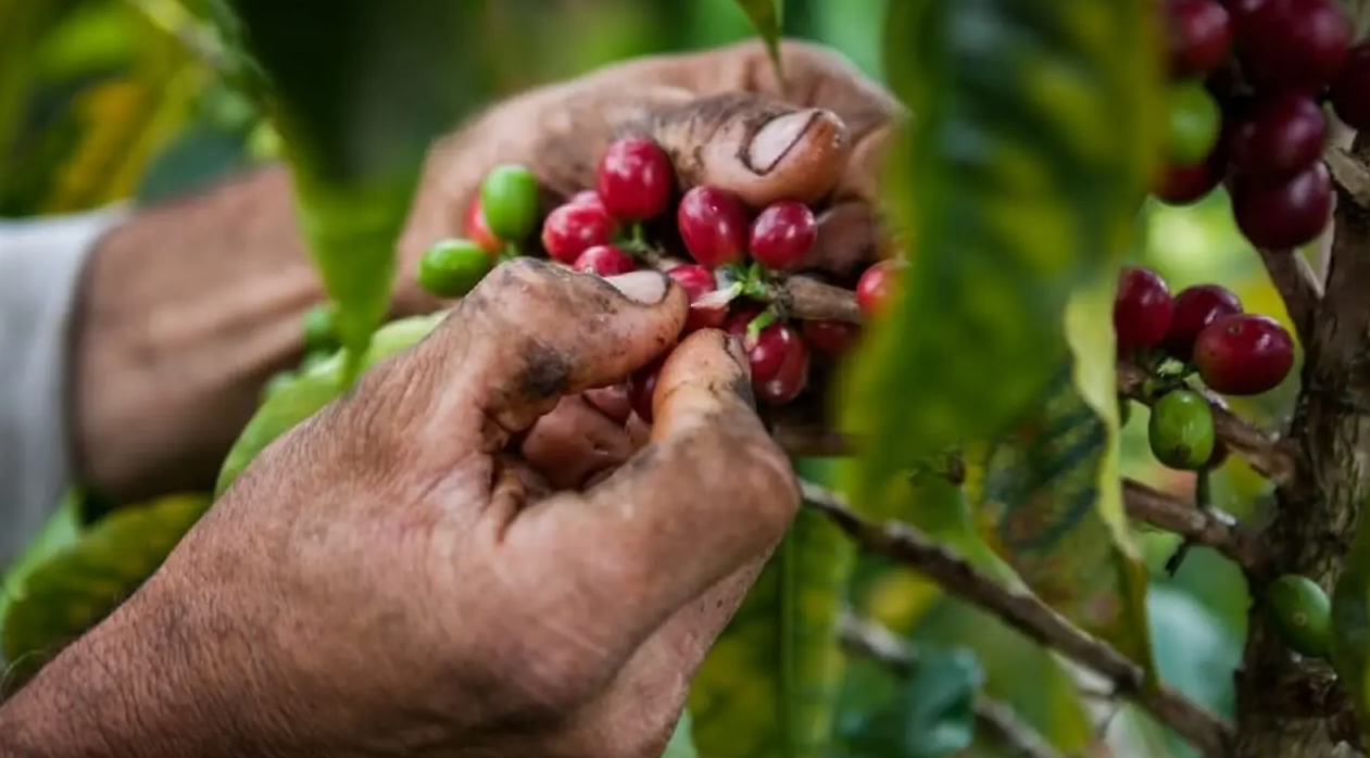 Mexico Organic Chiapas