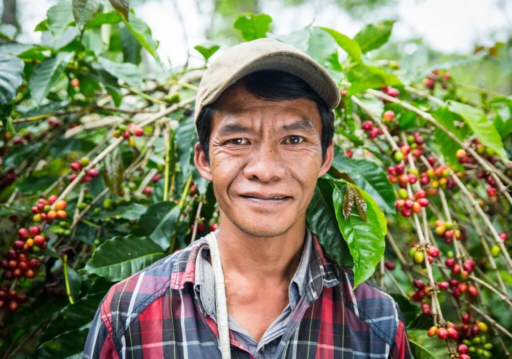 Bali Hai Organic Decaf Indonesia Blend SWP