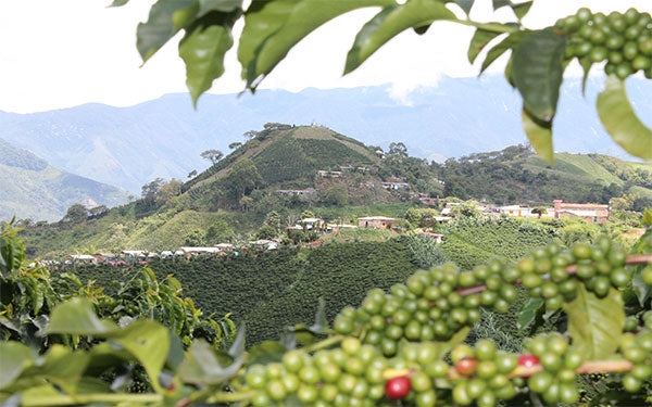 Colombia Valle Del Cauca Sugarcane EA Decaf