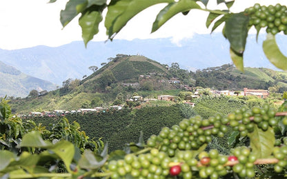 Colombia Valle Del Cauca Sugarcane EA Decaf