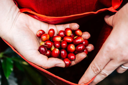 West Java Blue Batavia