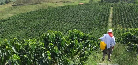 Colombia Valle Del Cauca Sugarcane EA Decaf