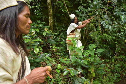 Colombia Sierra Nevada FTO Santa Marta