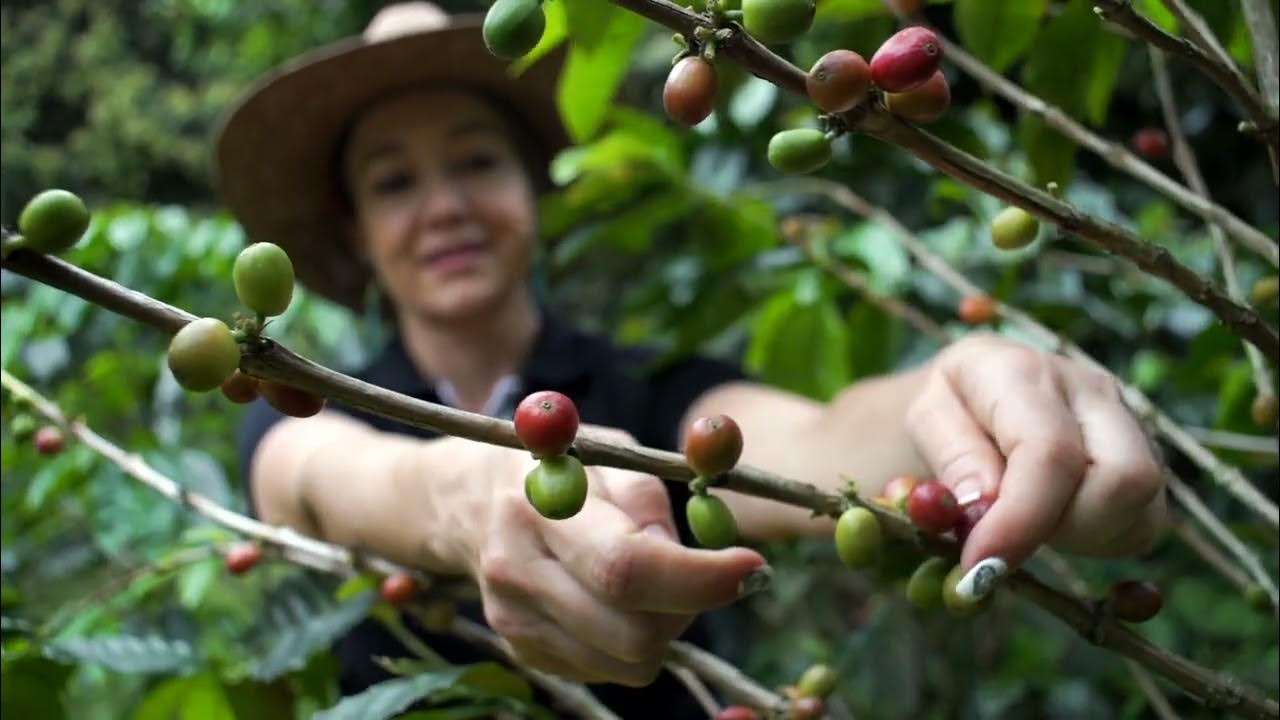 Colombia Valle Del Cauca Sugarcane EA Decaf