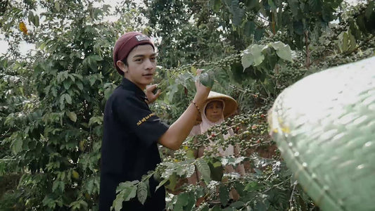 West Java Blue Batavia