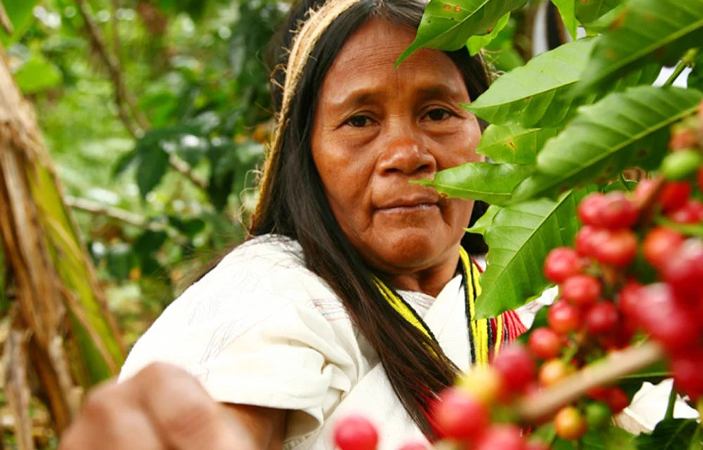 Colombia Sierra Nevada FTO Santa Marta